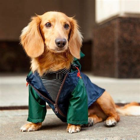 fake designer clothes for dogs|women's clothing with dog design.